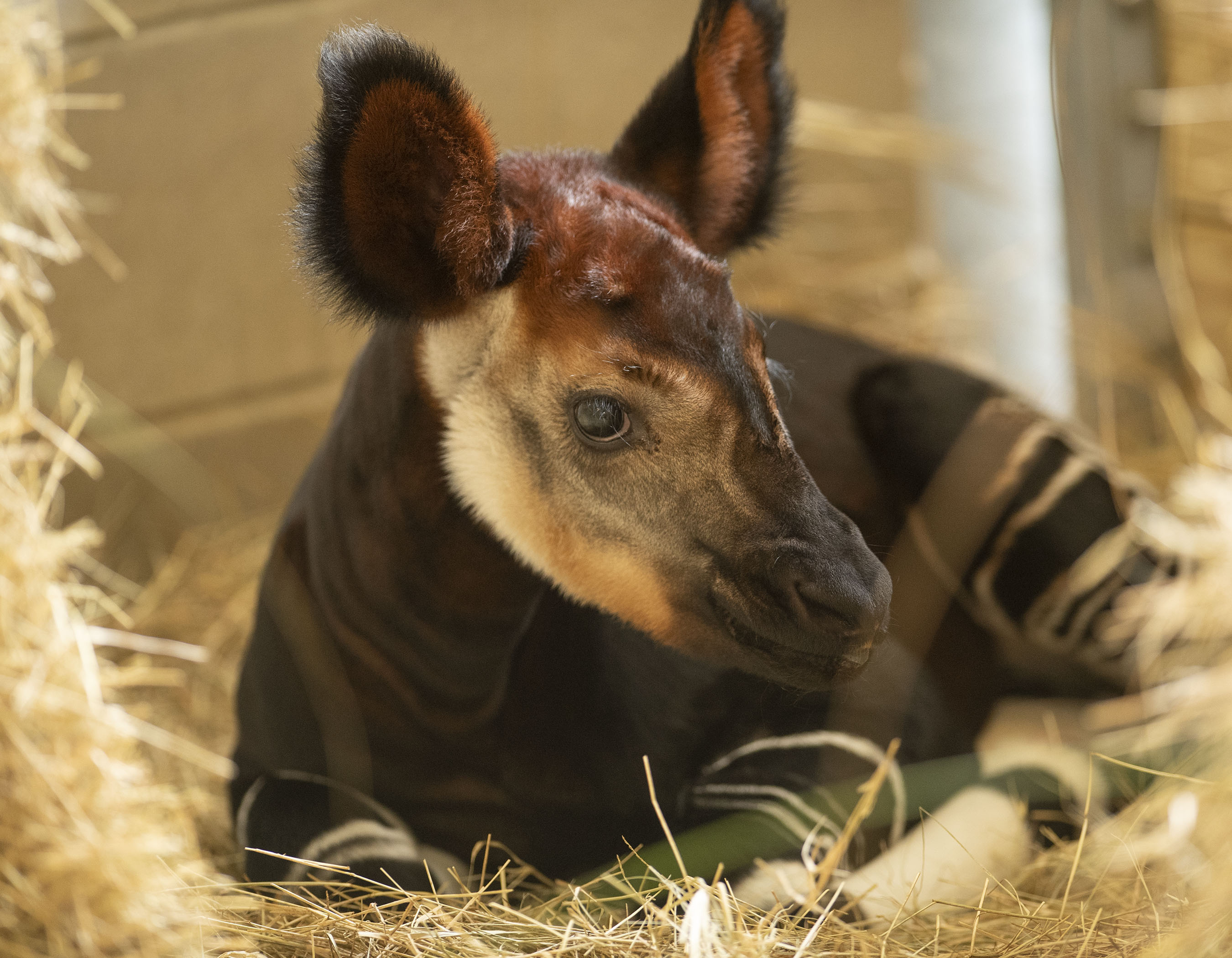 Walt Disney World Resort Celebrates World Okapi Day with Newborn Calf -  Amber Likes